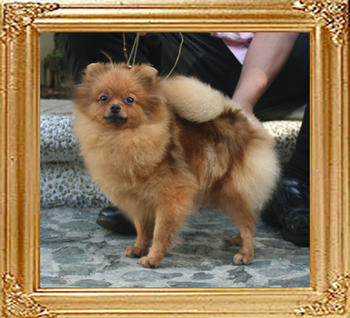 Canton_Paulette_Sunrise_5.28lbs_2yr_2mo_7079.jpg