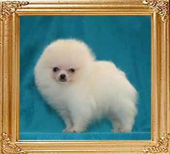 Canton_Pegasus_1.4lbs_2mo_2wk.jpg