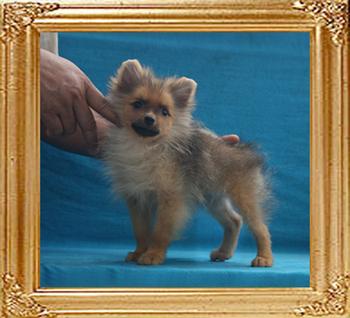 Canton_Phaedro_2.75lbs_at_3mo_2wk_7035.jpg