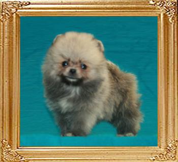 Canton_Platinum__6059_2mo_1.1lbs_6-6_47540.jpg