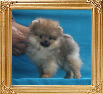 Canton_Pretty_Woman__1.65lbs_3mo_P6-6_5798.jpg
