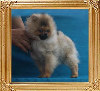 Canton_Prince_Rainier_2.75lbs_5mo_7586.jpg