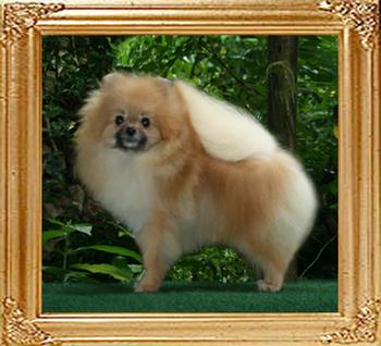 Canton_Prince_of_the_East_1yr_4.25lbs_46070.jpg