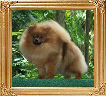 Canton_Pufpride_Dazzler_1yr_1mo_4.5lbs_46053.jpg