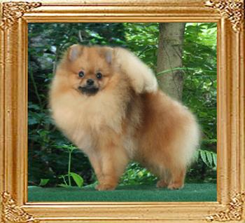 Canton_Pufpride_Dream_Keeper_1yr_4.5lbs_2nd_46102.jpg