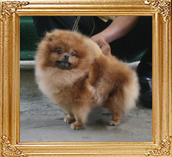 Canton_Pufpride_Super_Special_4yr_1mo_4.29lbs_6658.jpg