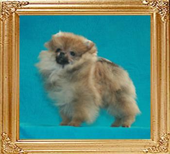 Canton_Queen_Bea__6402.5mo_1.7lbs_6-6_47541.jpg
