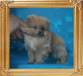 Canton_Queen_Caroline_3mo_1wk_1.4lbs_P6-6_8431.jpg