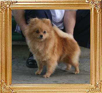Canton_Queen_Caroline_55lbs_1yr_9mo_1878.jpg