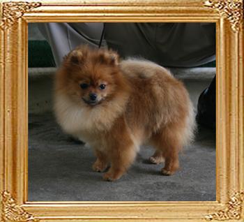 Canton_Reese_of_MT_Crest_1.75lbs_1yr_2mo__9478.jpg