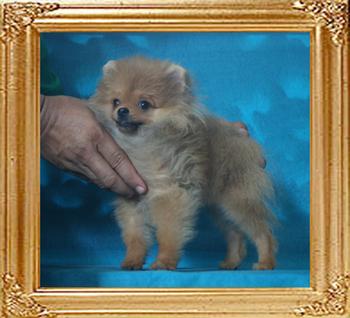 Canton_Royal_Star_4mo_2.4lbs_P6-4_8766.jpg