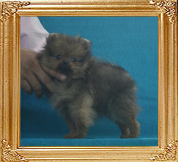 Canton_Safari_Jackson_2.09lbs_2mo_3wk_P6-6_7738.jpg