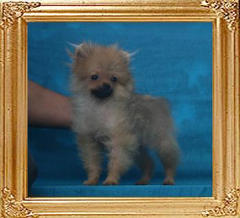 Canton_Safari_Queen_2.2lbs_4mo_2wk_P6-4_1613.jpg