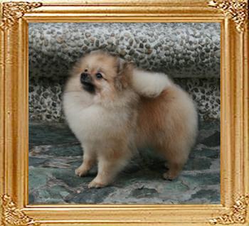 Canton_Safron_5.3lbs_1yr_6mo_47151.jpg