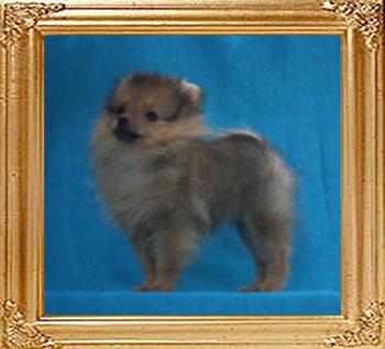 Canton_Sally_Ann_2lbs_2mo_2wk_47069.jpg