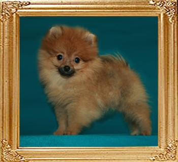Canton_Sapphire_Moon_3mo_1wk_1.7lbs_47256.jpg