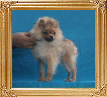 Canton_Sean_Connery_P6-6_3.6lbs_4mo_3wk_1379.jpg
