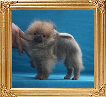 Canton_Siegfield_1.75lbs_at_3mo_6954.jpg