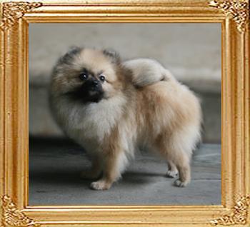 Canton_Silver_Blue_1yr_6mo_2.65lbs_47161.jpg