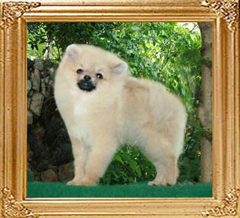 Canton_Silver_Dunes_5mo_3wk_2.75lbs.jpg