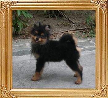 Canton_Sir_Walter_Scott_3.3lbs_at_5mo_7554.jpg