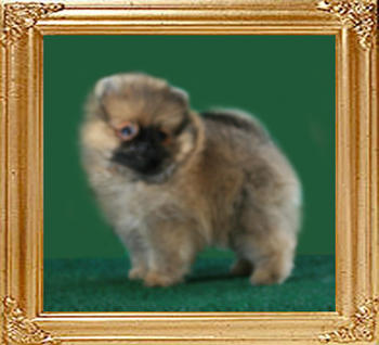 Canton_Star_Royale_F_1mo_2wks_12-28-10.jpg