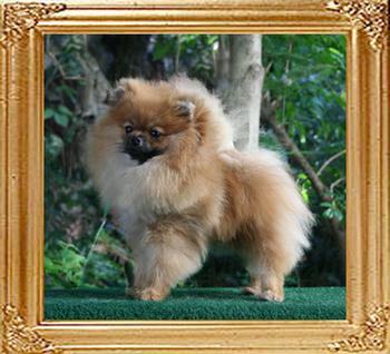 Canton_Star_Sensation_1yr_framed__redo_41257.jpg