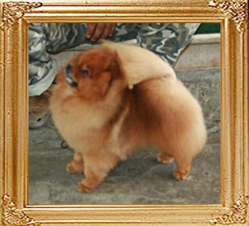 Canton_Starbrite_Ph_Ch_3yrs_10mo__2_8097.jpg