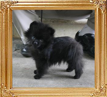 Canton_Starnite_Special_2lbs_at_2mo_1wk_0048_.jpg