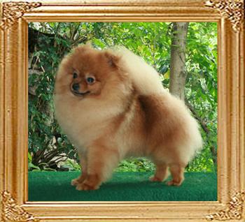 Canton_Sunrise_2yrs_4mo_6lbs_31042_Final_Picture.jpg