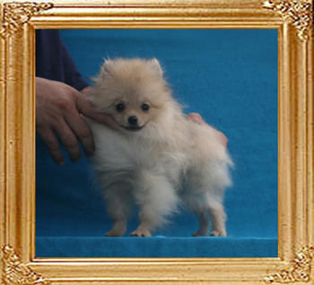 Canton_Sunrise_Kashmere_P6-6_1.8lbs_4mo_1574.jpg