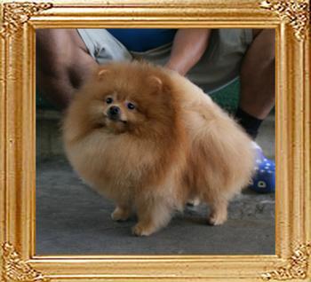 Canton_Sunrise_Rajah_1yr_5.5lbs_22-23cm_4653_B.jpg