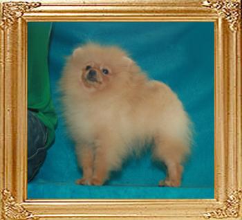 Canton_Sunrise_Rajah_4mo_1wk_3.3lbs_47636.jpg