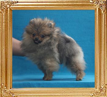 Canton_Super_Bravia_3mo_1wk_1.7lbs__3056.jpg