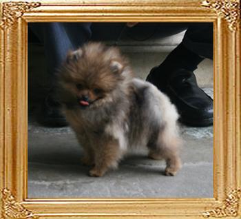 Canton_Super_Bravia_3mon_1.65lbs_2077.jpg