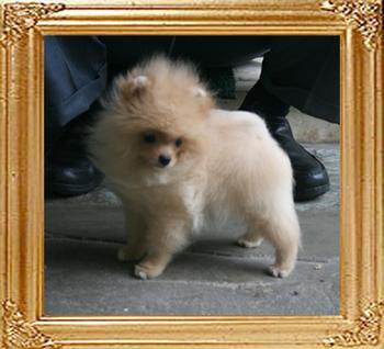 Canton_Super_Bravo_3mo_2lbs_2055_.jpg