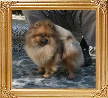 Canton_Super_Suprem_2.55lbs_1yr_1mo_8766.jpg