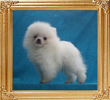 Canton_Superpower_3mo_2wk_1.7lbs_49667.jpg