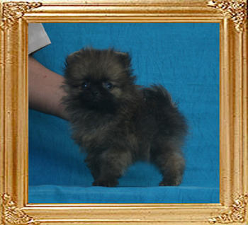 Canton_Susan_Chan_0.88lbs_2mo_P6-6_0471.jpg