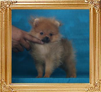 Canton_Tai-Chi_Lady_1.98lbs_3mo_2wk_P6-5_1253.jpg