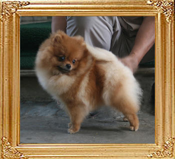 Canton_Tai-Chi_Lady_1yr_6m_4.4lbs_9231.jpg