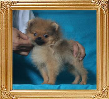 Canton_Tai-Chi__Master_1.98lbs_3mo_3wk_P6-6_0684.jpg