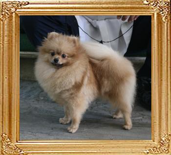 Canton_Tamara_Cane_1yr_3mo_5.2lbs_4513.jpg