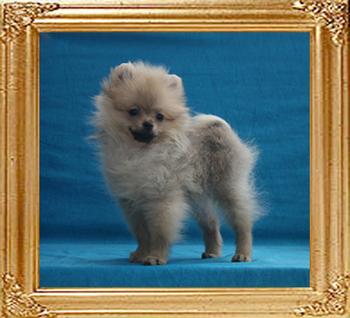 Canton_Tamara_Cane_3mo_2lbs_50530.jpg