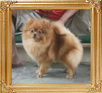 Canton_Tammy_Lee_1yr_10mon_5.5lbs_8780.jpg