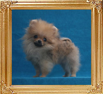 Canton_The_Believer_P6-6_1.1lbs_3mo_2wk_1649.jpg
