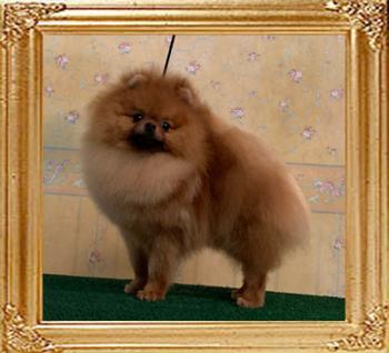 Canton_The_Dragon_10mos_3566.jpg
