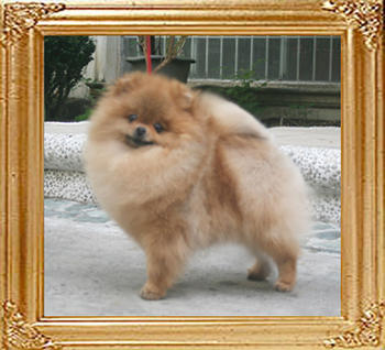 Canton_The_Hero_2yr_1wk_5.28lbs_7337.jpg