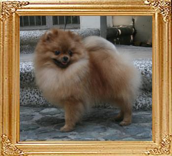 Canton_The_Hero_5.5lbs_1yr_2mo_final.jpg