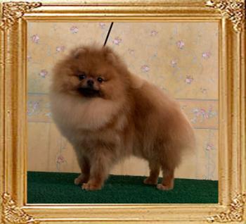 Canton_The__Dragon_10mos_3552.jpg
